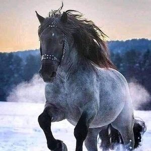 Meet your Posher, William